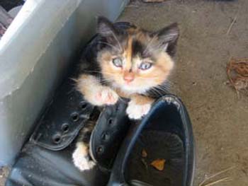 Cat in the shoe