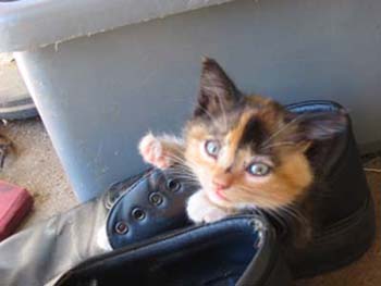 staring kitty